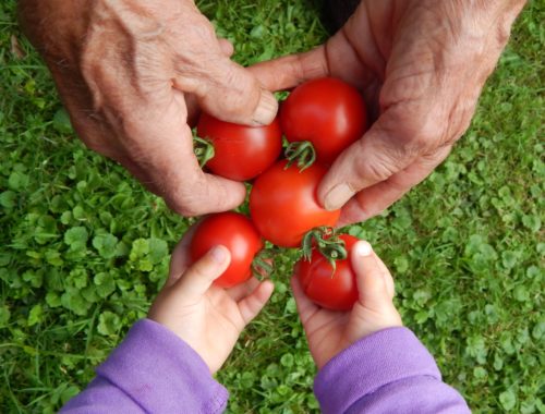 Opa und Enkel bei der Tomaten Ernte